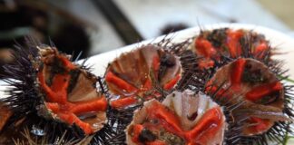 Stop alla pesca dei ricci per 3 anni: gli operatori minacciano il blocco dei porti