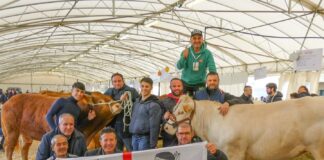 Charolaise e Limousine sardi fanno incetta di premi