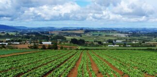 L’agricoltura 2.0 coltiverà informazioni e banche dati