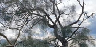 A Ussassai la ginestra più antica della Sardegna