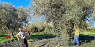 L’olio oristanese nella guida di Slow Food