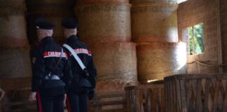 Vende sul web 22 bovini e li invia in Liguria, ma l’assegno era scoperto: denunciati in 3