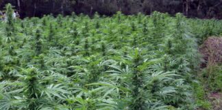 Disco rosso del Governo per la legge regionale sulla cannabis